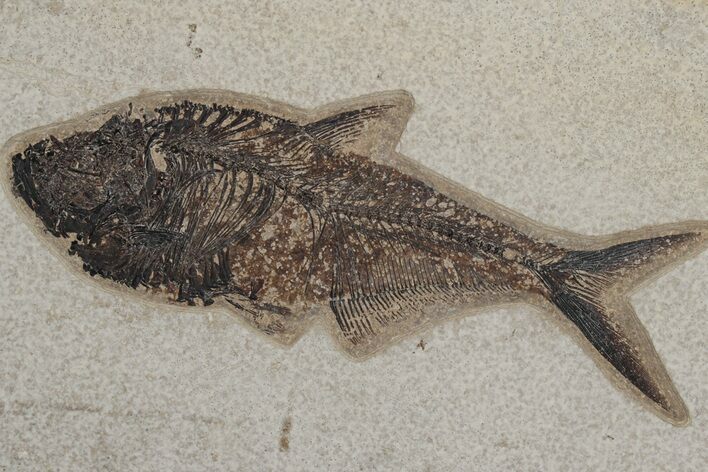 Fossil Fish (Diplomystus) - Green River Formation #214139